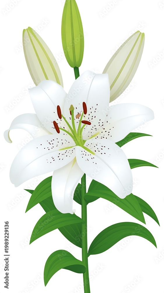 Fototapeta premium Digitally created white lily, detailed stem, leaves, and buds on white background