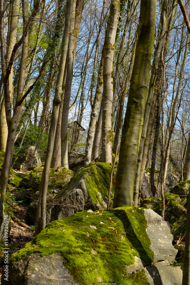 Fototapeta premium footpath in the woods