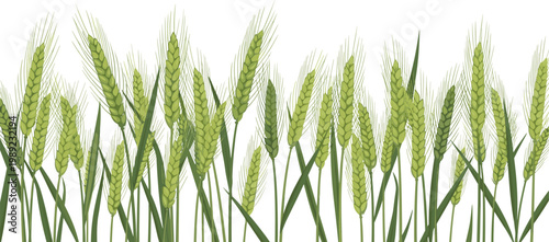 Bild auf Leinwand Green Wheat Ears Border With Fresh Agricultural Crop Plants Illustration