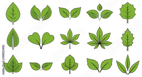 Collection of various green leaves.
