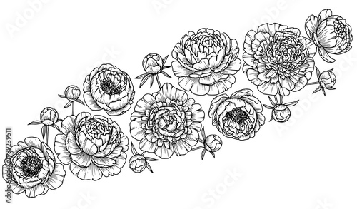 Detailed hand drawn peony floral arrangement line art botanical vector for coloring and design
