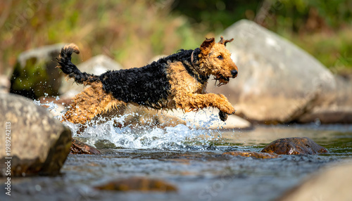 Airedale Terrier leaping through a rocky river with its tan and black wiry coat splashing water from its wet beard generative AI
