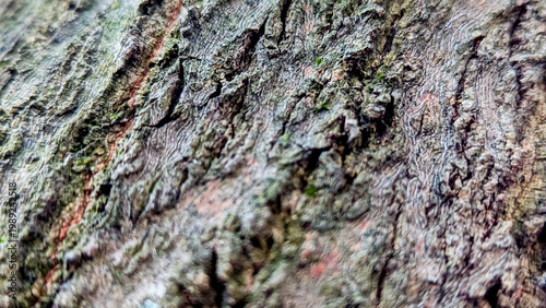 Canvas Print Close-up of rough tree bark texture with natural cracks and moss