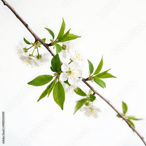 White flowers on a tree branch with green leaves on white background  blossoming tree branch with white flowers and green leaves