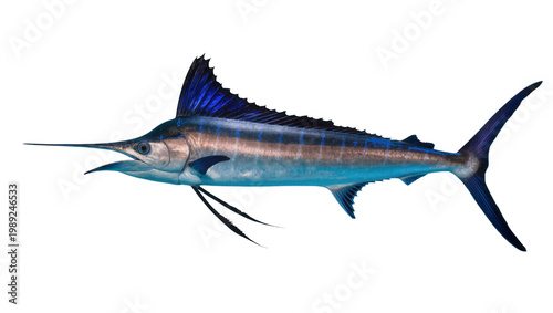 Bild auf Leinwand Magnificent blue marlin fish, a powerful marine predator with a long bill and st