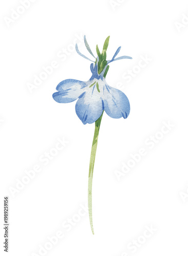 Elegant nigella blossom with buds and wispy leaves in hand-painted watercolor.
