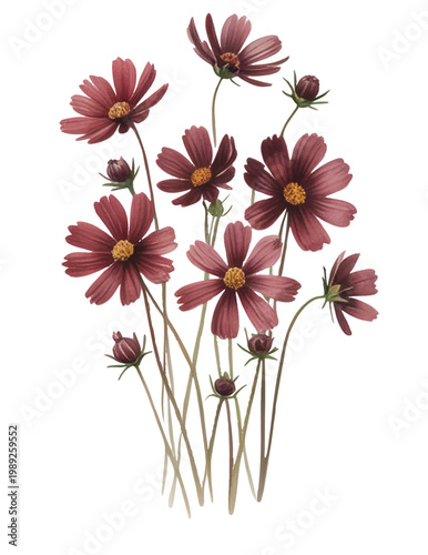 Rich maroon cosmos blooms with slender stems in hand-painted watercolor.
