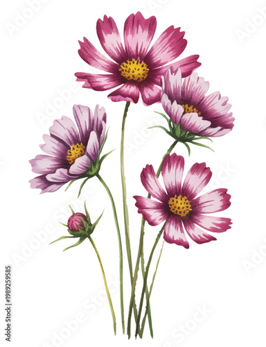 Soft pink cosmos flowers with golden centers in gentle watercolor.