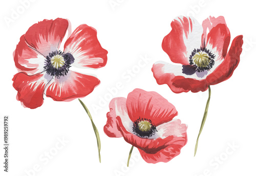 poppy, flower, floral, bloom, blossom, botanical, plant, nature, garden, red, soft, pastel, delicate, petals, leaves, stem, bud, foliage, wildflower, natural, organic, vintage, retro, classic, handdra