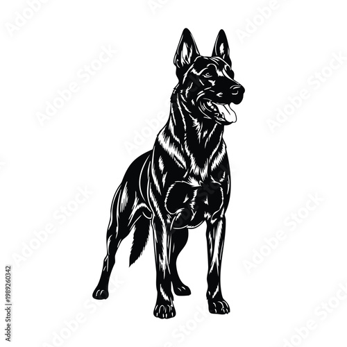 Belgian malinois standing silhouette set bundle, dog vector illustration.