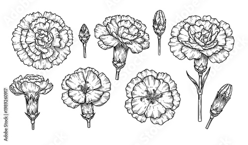 Vintage carnation engraving floral bouquet vector elegant handmade invitation design