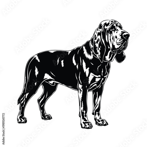 Bloodhound silhouette bundle set, full body standing profile.