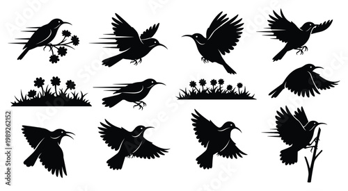 Hummingbird Silhouette Set — Hovering and Flying Hummingbird Black Silhouettes Vector Collection Isolated on White