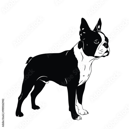 Boston terrier dog silhouette, set bundle of charming purebred animal.