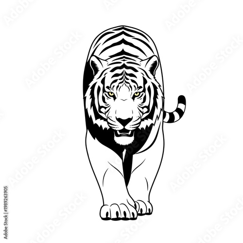 Fierce Tiger Walking Front View Black and White Illustration