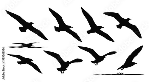 Seagull Silhouette Set — Large Flock of Flying Seagull Black Silhouettes Vector Collection Isolated on White