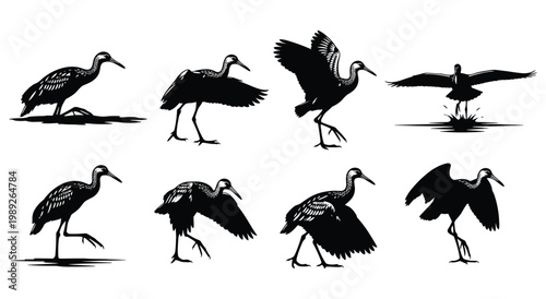 White Ibis Silhouette Set — Walking Standing and Wings Spread Ibis Black Silhouettes Vector Collection Isolated