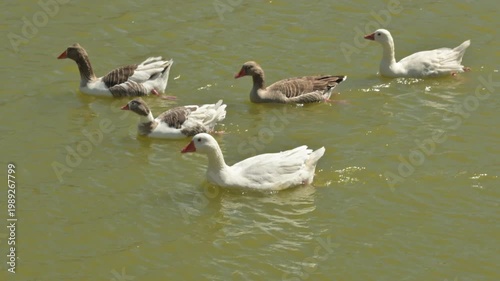Flock of geese and ducks swimming peacefully in a pond