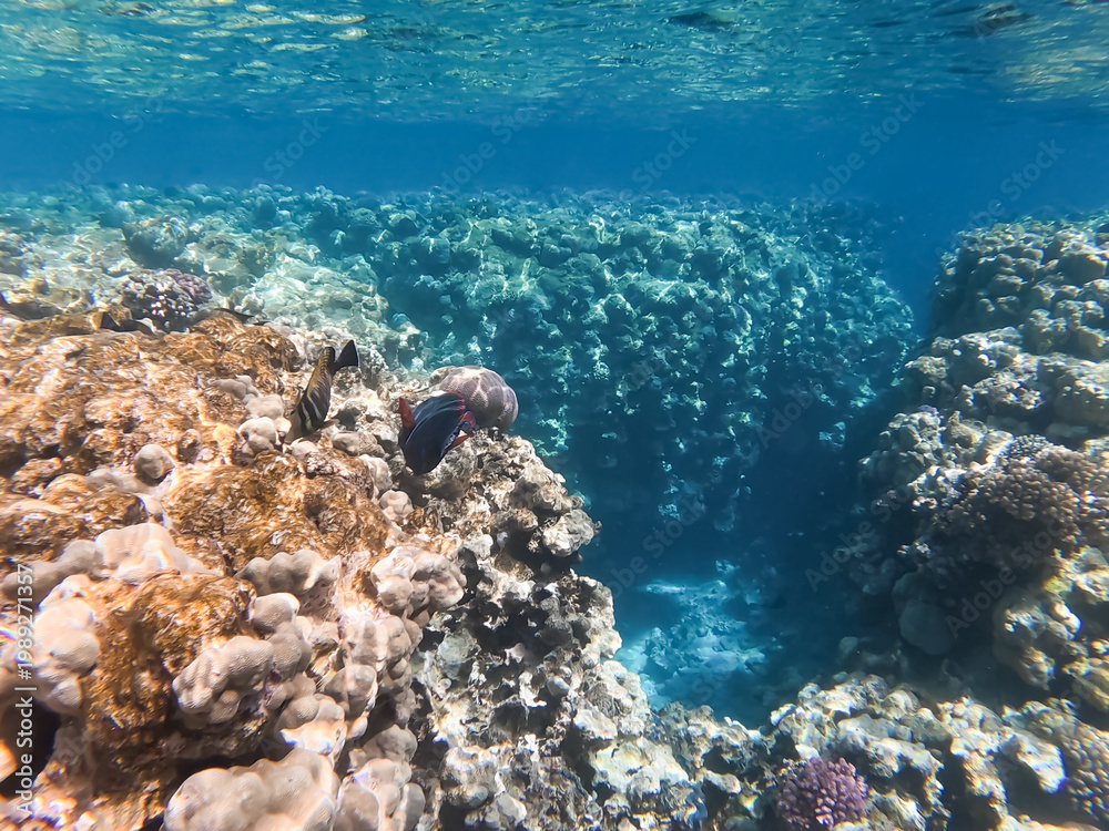 Fototapeta premium Underwater panoramic view of a vibrant coral reef in the Red Sea Egypt with tropical fish and clear blue water