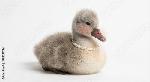 Fluffy baby swan with soft gray feathers wears delicate pearl necklace, exuding an innocent and adorable charm. Its gentle gaze adds to its sweet