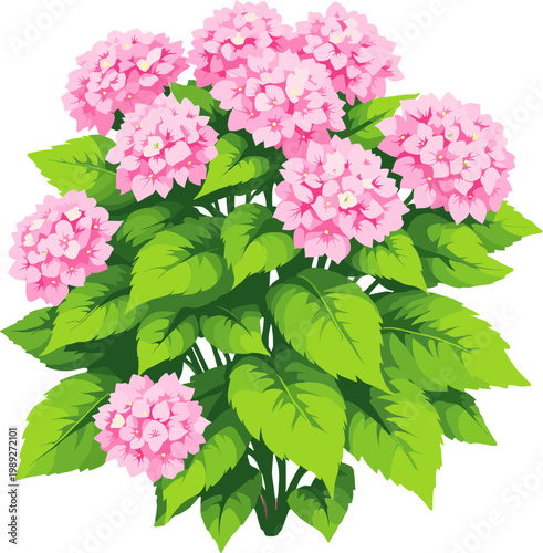 Tall hydrangea plant with pink flowers and green leaves, garden bush illustration isolated on white background, botanical design