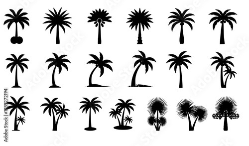 Palm tree vector set with tropical coconut date fan and royal palm variants isolated on white background flat illustration collection