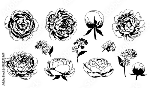 Beautiful pink peony and forget me not summer bouquet vector elegant floral arrangement