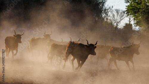 Bulls running through the dust at dusk, Camargue, France