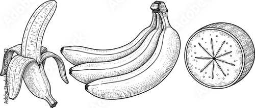 Set of Hand-Drawn Banana Vector Illustrations Including Whole and Peeled Bananas for Use in Food, Fruit, and Organic Designs