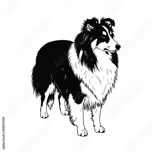 Shetland sheepdog silhouette vector drawing set bundle.