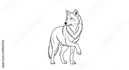 Elegant line art drawing of a wild wolf standing and looking back, perfect for nature enthusiasts or children's coloring book pages.