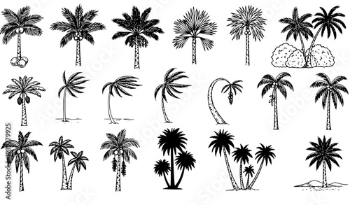 Hand drawn palm tree vector set with tropical coconut date fan and royal palm variants botanical sketch collection isolated on white