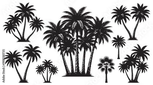 black silhouette of a palm tree on white background
