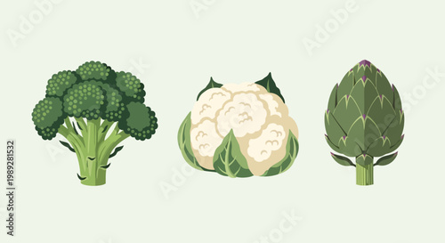 Green Cruciferous Vegetables Set: Broccoli, Cauliflower, and Artichoke Illustration