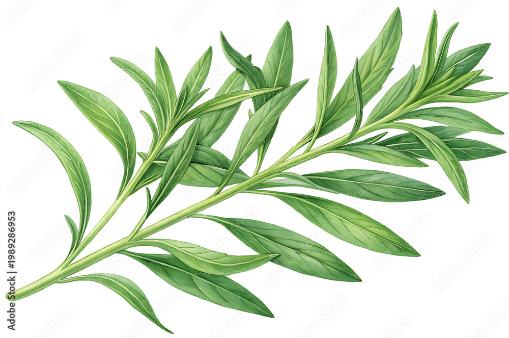 Fototapeta premium illustration of tarragon