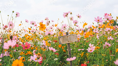 Quadro su tela A vibrant field of pink and orange cosmos flowers blooming under a bright sky