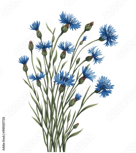 Airy blue cornflower stems with wild natural flow in soft watercolor.