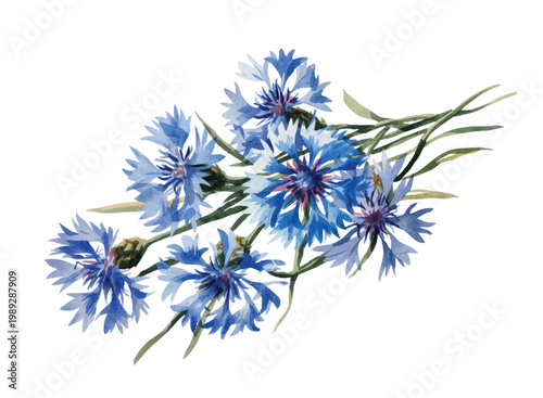 Airy blue cornflower stems with wild natural flow in soft watercolor.