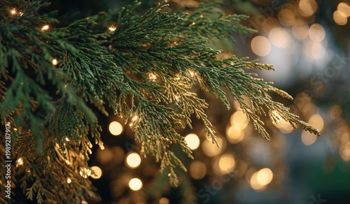 Evergreen tree branch with warm glowing lights