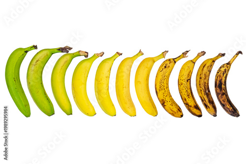 фотографія a series of bananas arranged in a circle to show the different stages of the rip