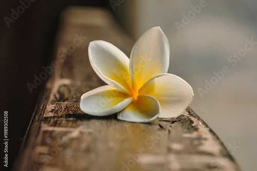single white plumeria flower with yellow center resting on a dark weathered wooden surface, natural botanical still life, relaxing spa serenity