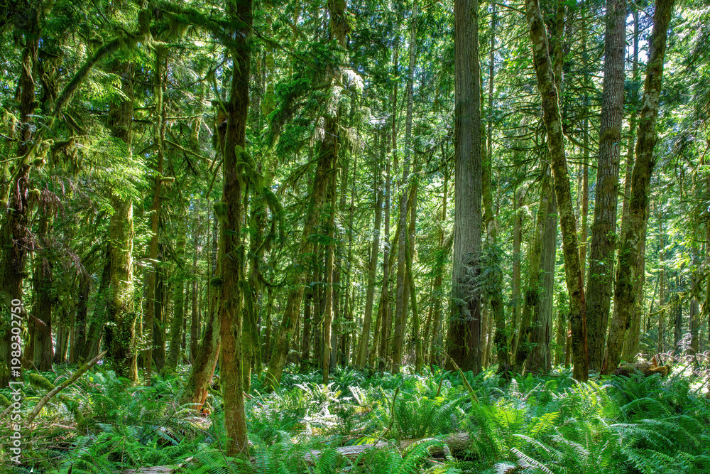 Fototapeta premium Lush moss‑covered trees and vibrant ferns thriving in the ancient Hoh Rainforest of the Olympic National Park - double exposure