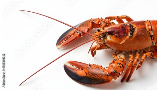 Closeup high-angle shot of a vibrant red lobster against a clean white background
