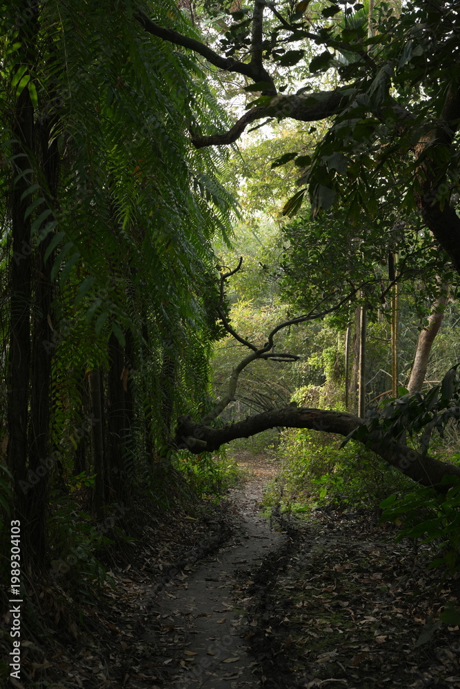 Obraz premium path in the forest
