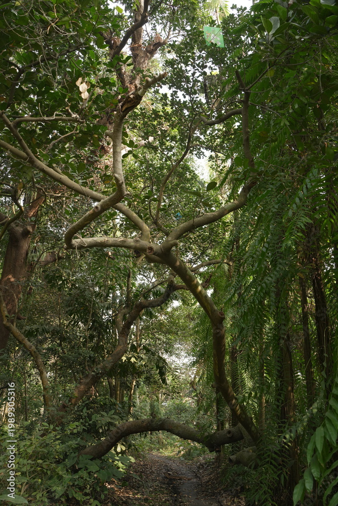 Fototapeta premium trees in the forest