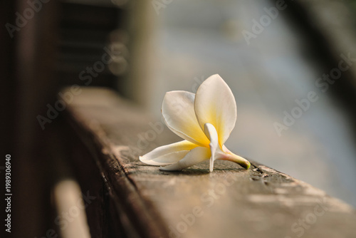 A single white plumeria flower resting on a wooden ledge, soft natural lighting, serene mood for wellness and spa background