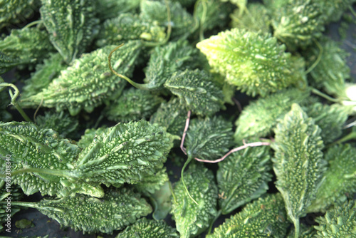 Bitter gourd is a vegetable that is very beneficial for health even though it is bitter.