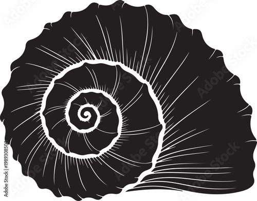 Handdrawn Shells illustrations, shells drawing, sea elements, ocean, sea, water, collection, set