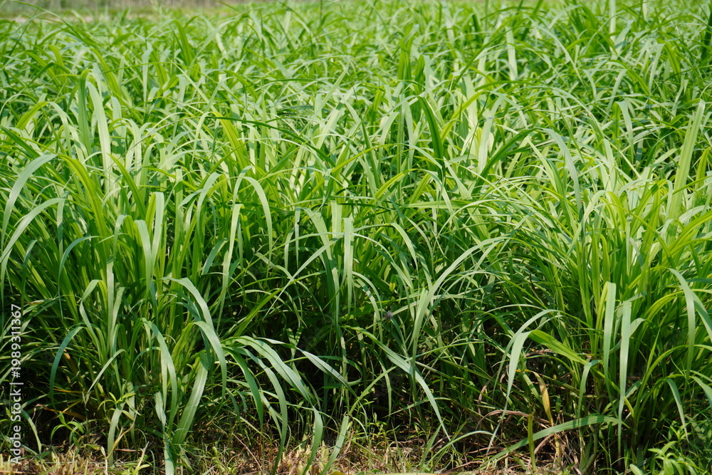 Fototapeta premium Dense Green Crop Field with Tall Grass