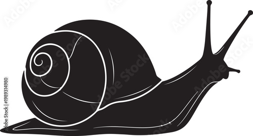 Vintage sea shell fossil specimen botanical engraving from 19th century for design and decoration